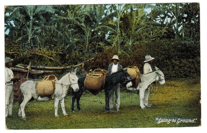 JAMAICA - 1910 postcard to USA with 1d tied by violet boxed MYRTLE BANK cancel.